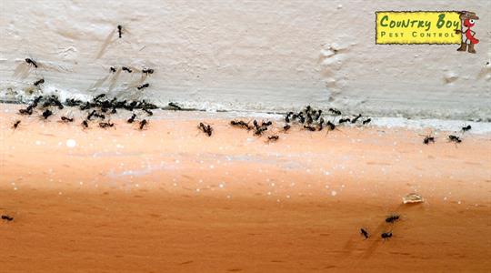 Ant Infestation